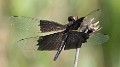 Rhyothemis braganza female (5 of 8)